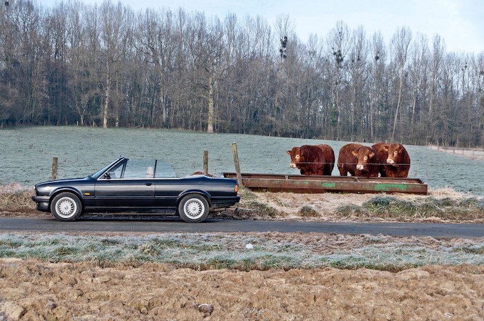 BMW E30 cabriolet de profil sur une route devant des vaches