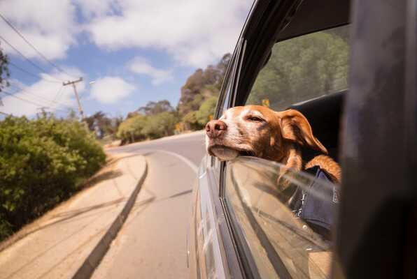 Peut-on louer une voiture quand on a un chien ?