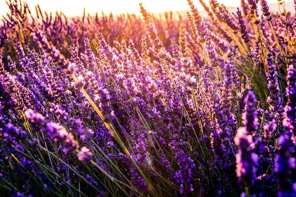 Les plus beaux champs de lavande à voir en Provence