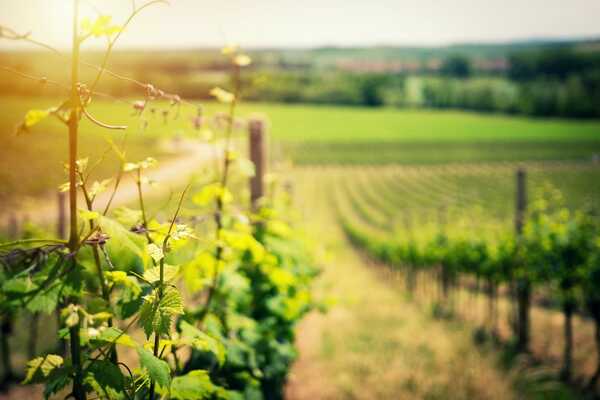 Les plus beaux Châteaux & Domaines viticoles à visiter dans le Bordelais  