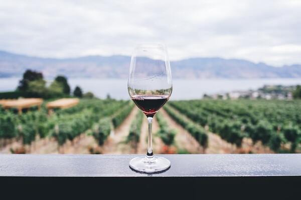 Exploration du Terroir Bordelais: vivez une Journée inoubliable dans les Vignobles Régionaux !