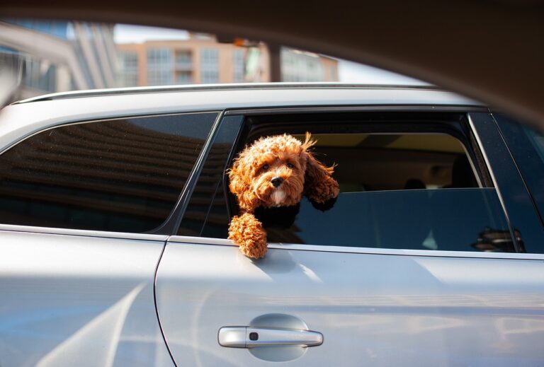 Voyage en voiture avec des animaux de compagnie : Guide complet