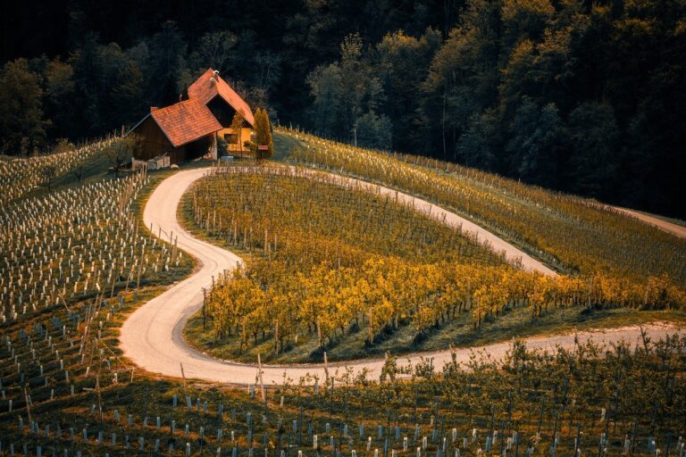 Planifier un Road Trip Réussi à Travers les Vignobles Français